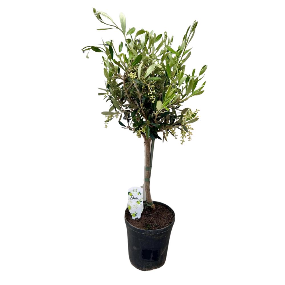 Olea – Kompakter Olivenbaum für mediterrane Akzente (Ø 15 cm, Höhe 60 cm)