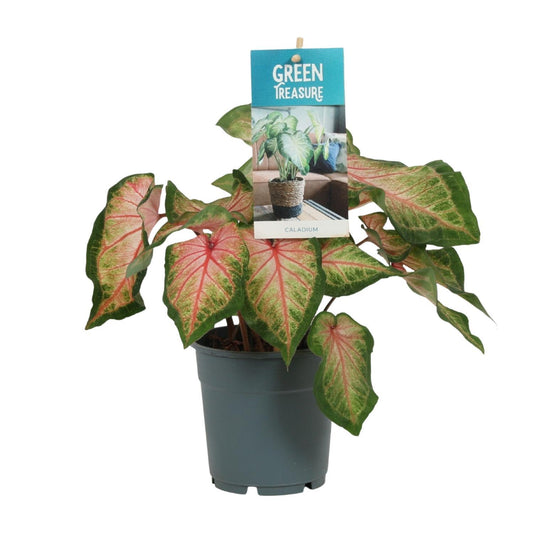 Caladium Rosa - Kompakte Farbenpracht für Ihr Zuhause