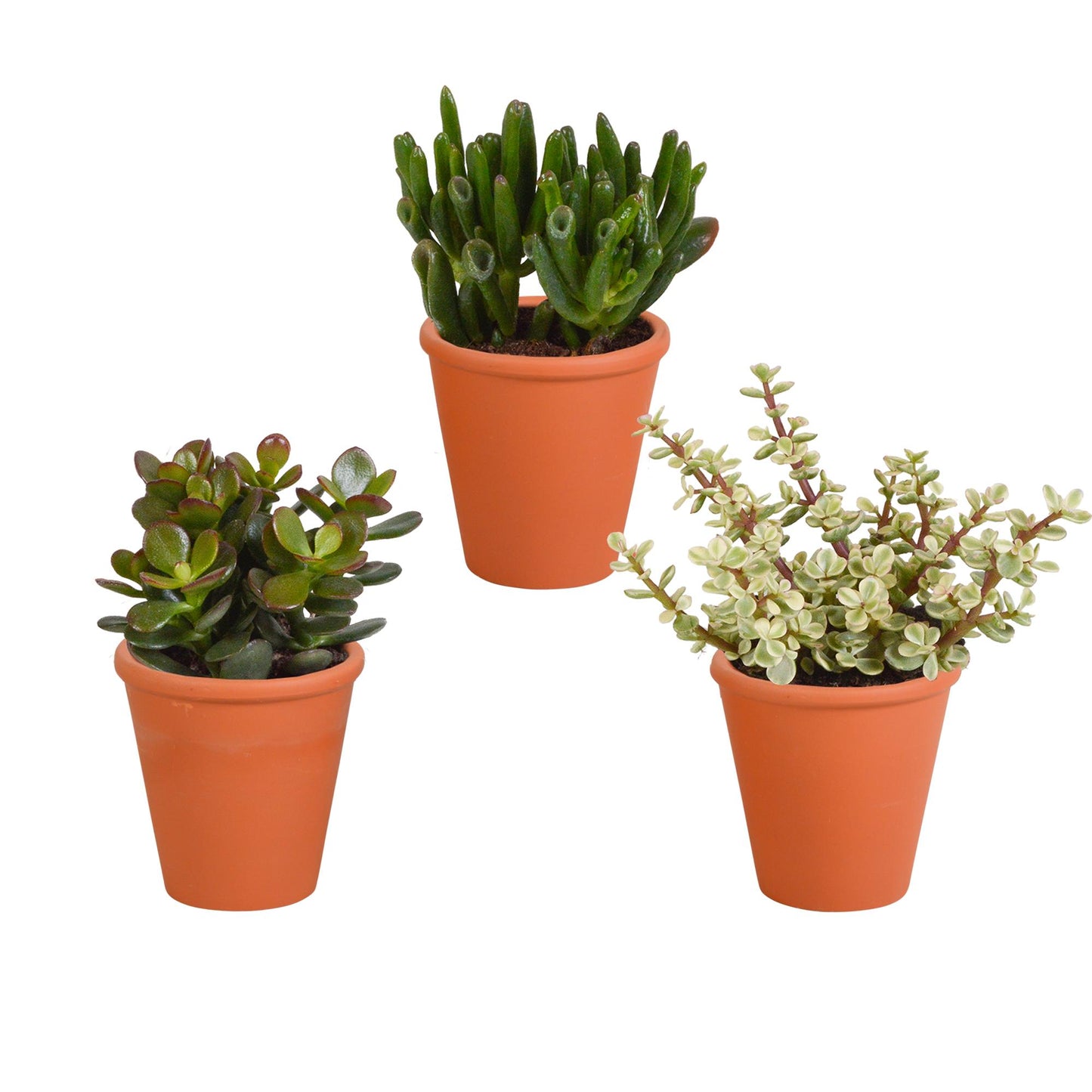 Crassula-Mix 8,5 cm - 3x - im Terrakotta-Topf