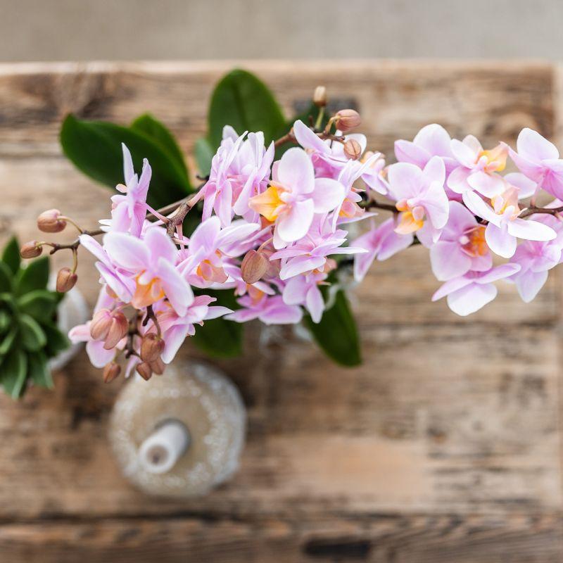 Set aus rosa gefleckter Orchidee und Sukkulente auf weißem Tablett - frisch vom Züchter