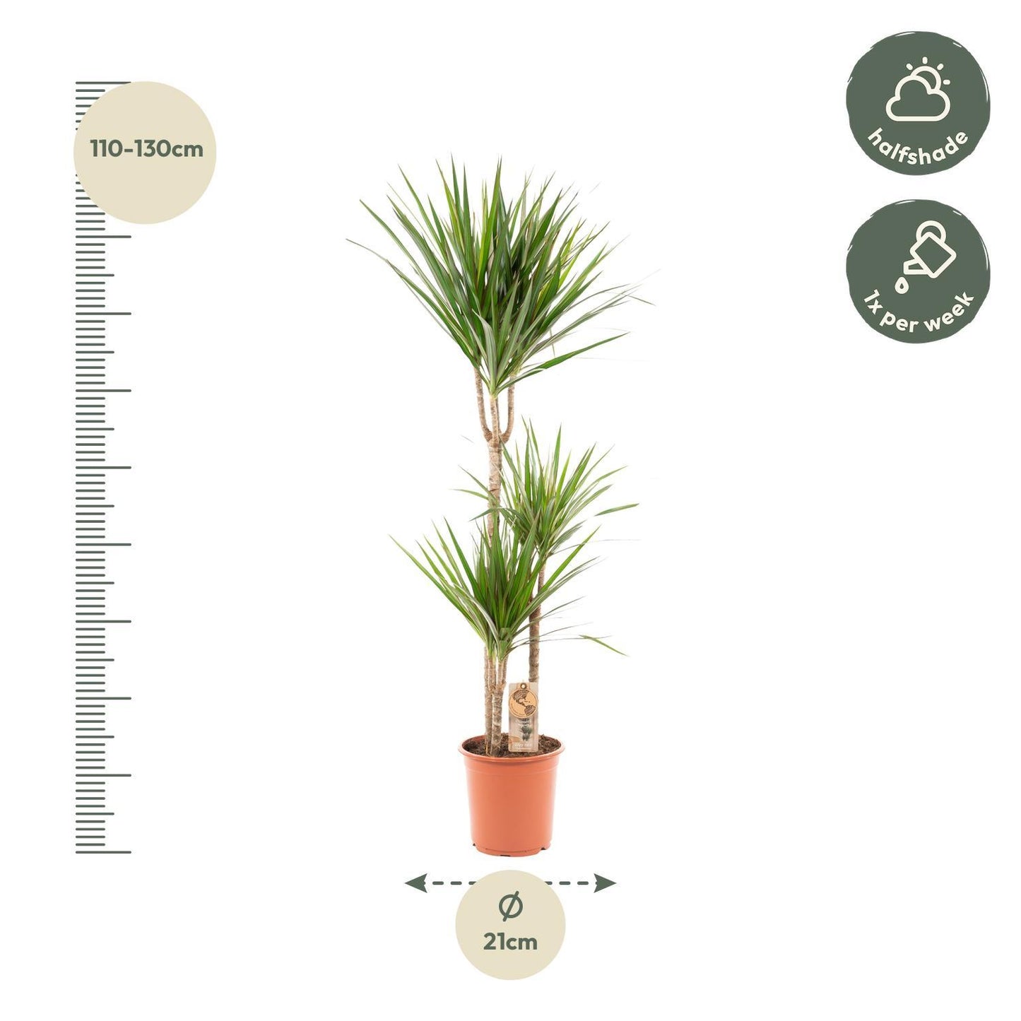 Dracaena Marginata - Ø21cm - ↕120cm