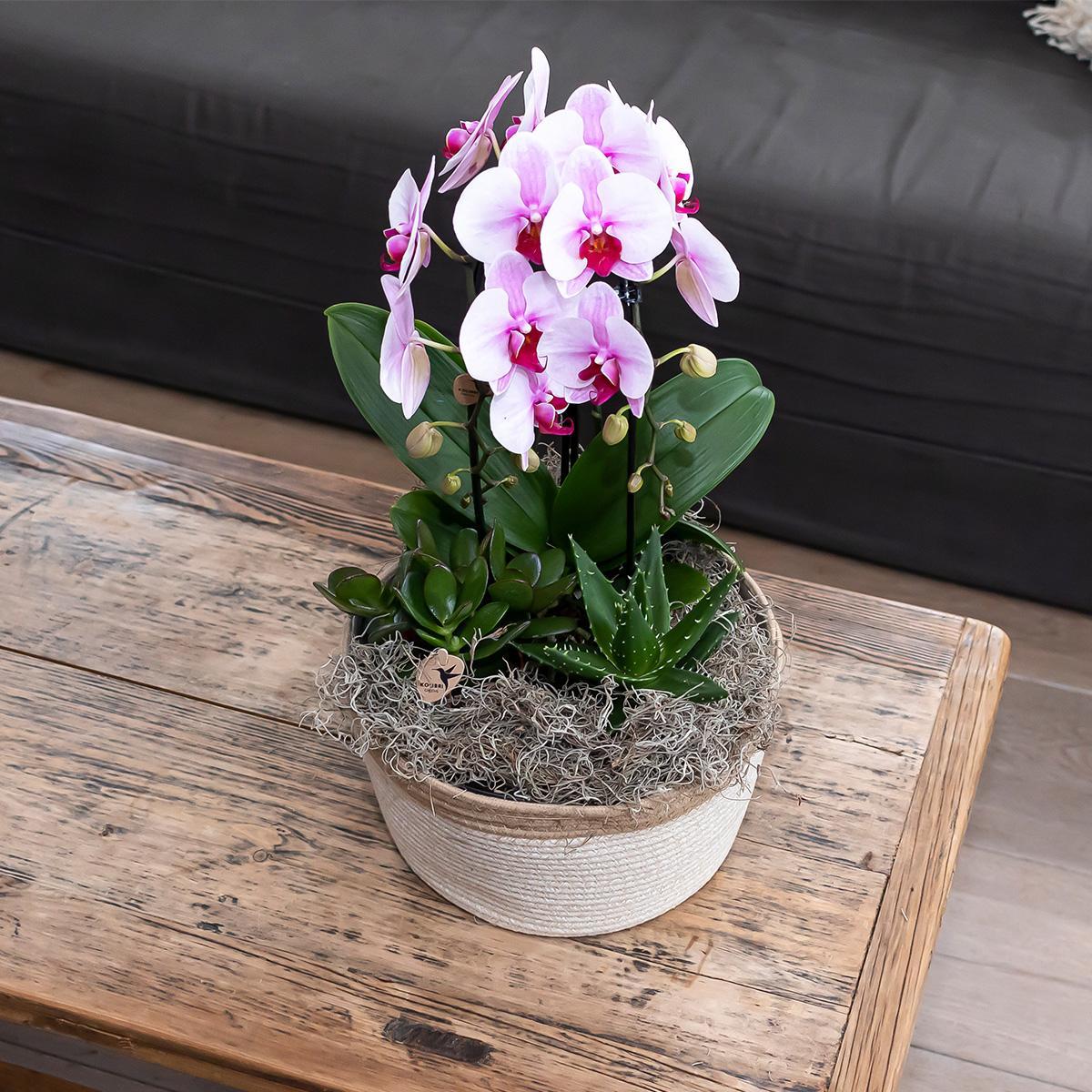 Kolibri Orchids | rosa Phalaenopsis Orchidee - Niagara Fall - Topfgröße Ø12cm | blühende Zimmerpflanze - frisch vom Züchter