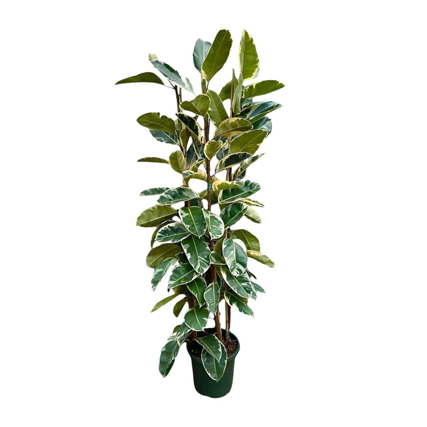 Ficus Elastica Tineke struik - 225cm - ø40