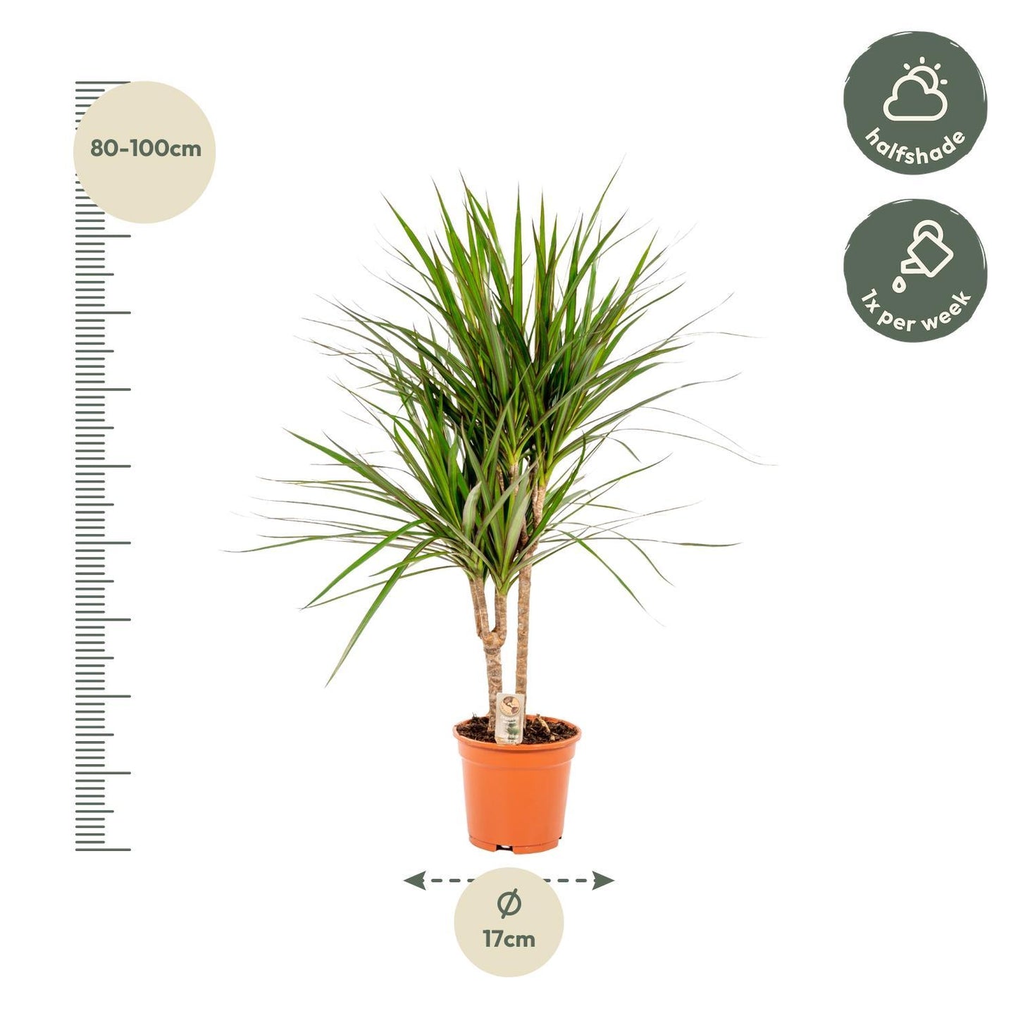 Dracaena Marginata - Ø17cm - ↕90cm