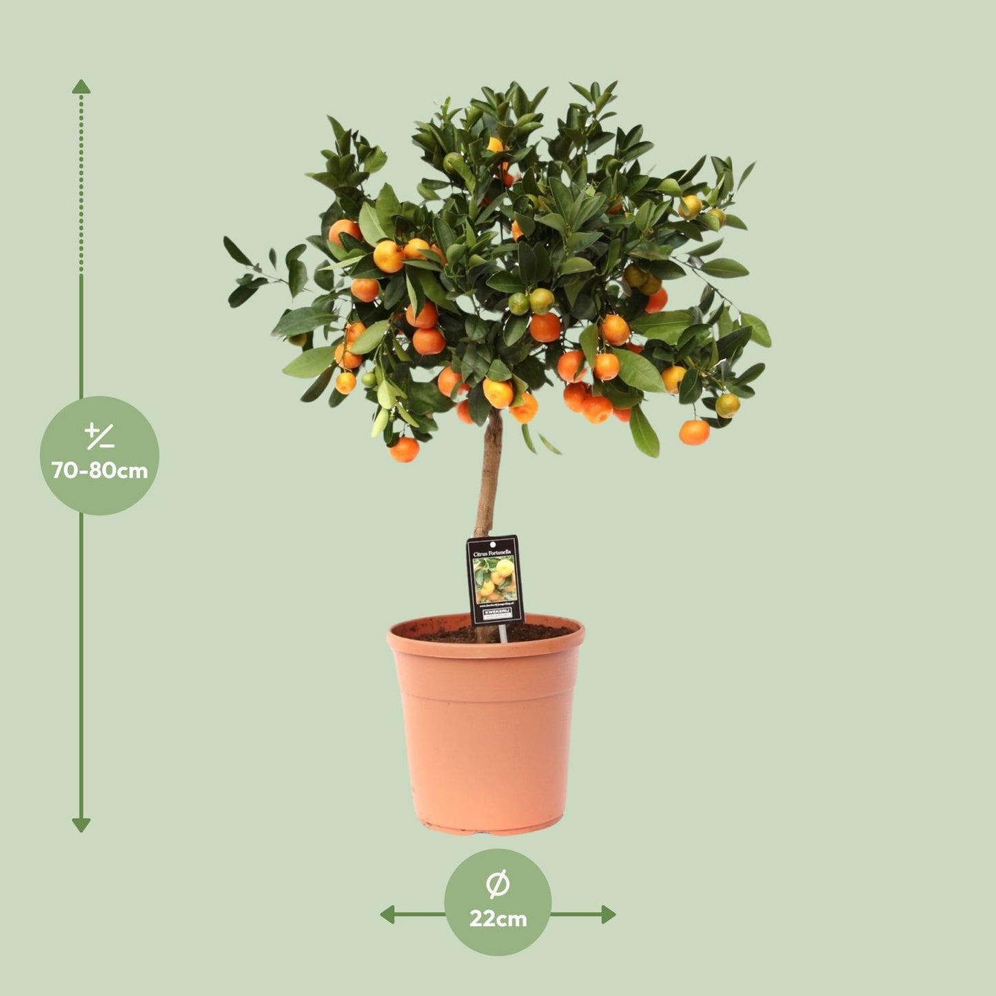 Citrus Calamondin - Ø22 cm - ↕80 cm | Exotischer Zitrusbaum für Tropisches Flair