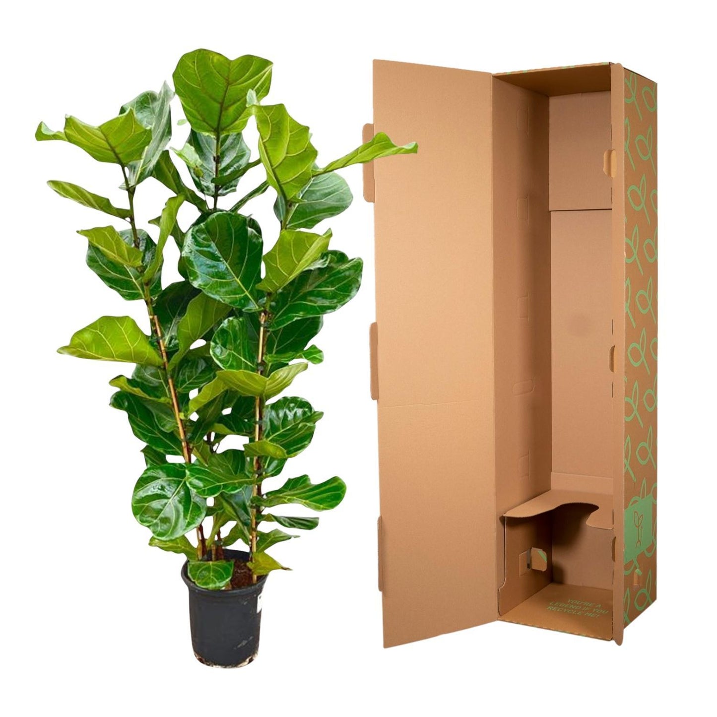 Ficus Lyrata struik - 160 cm - Ø30