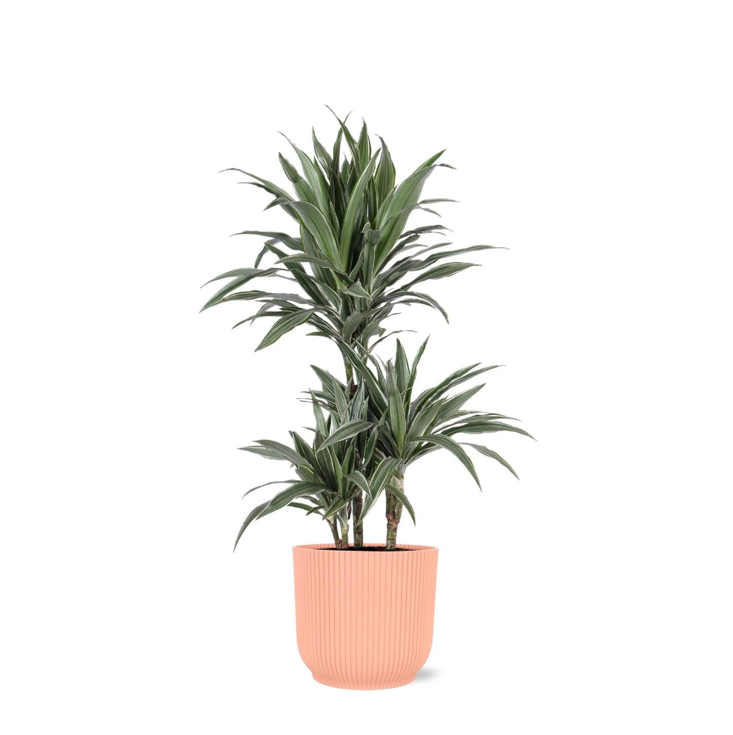 Dracaena Warneckii | Eleganter Drachenbaum im Vibes ROZE Topf | Ø21cm Topf, ↕65cm Höhe