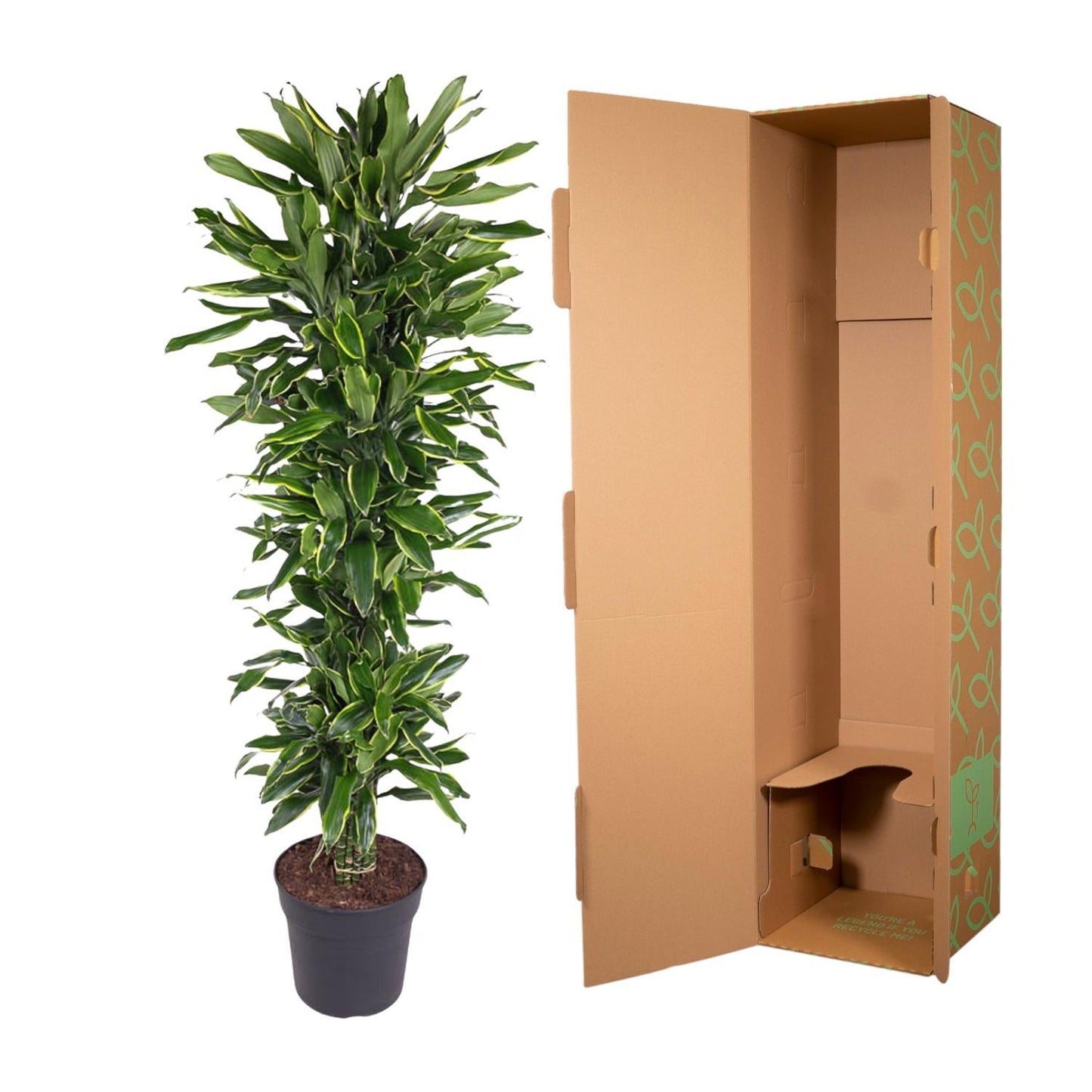 Dracaena Golden Coast vertakt - 170 cm - ø34