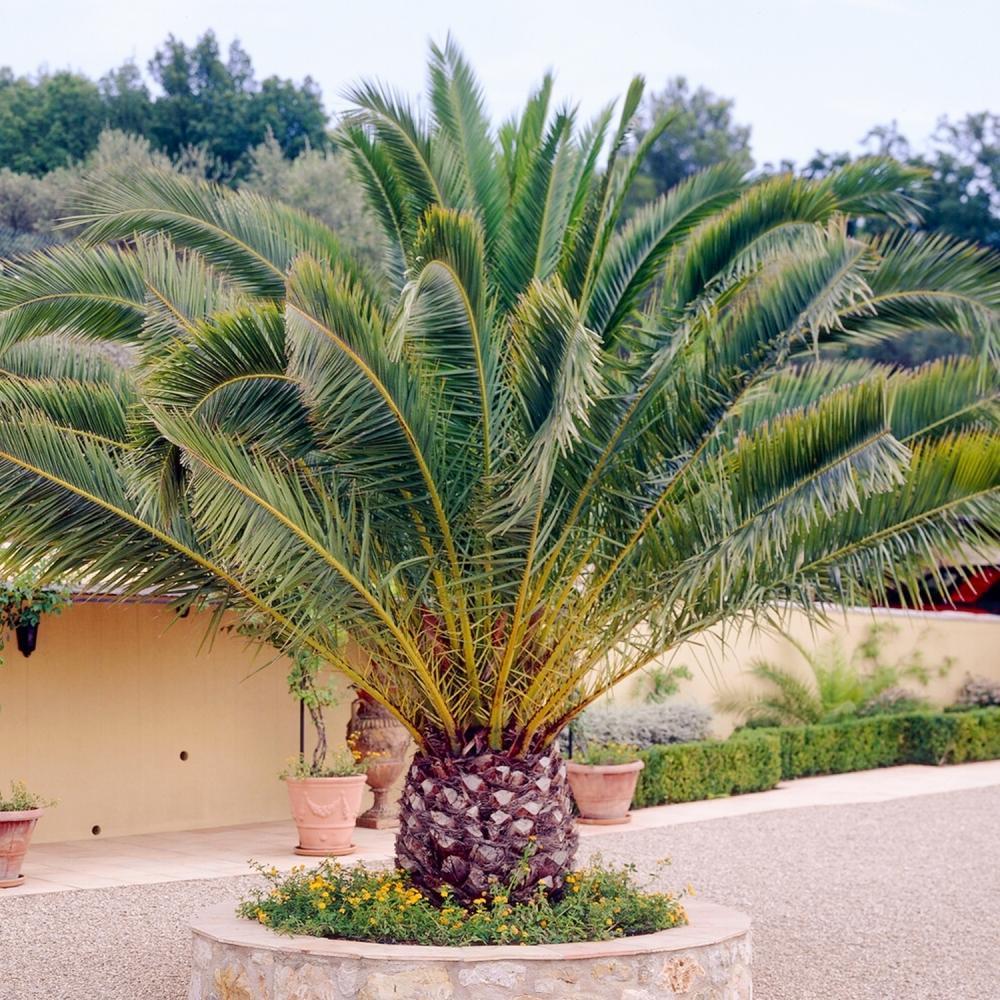 Phoenix Canariensis - Kanarische Dattelpalme - 1m bis 1,20m Höhe - Pflegeleichte Palme für Innen und Außen