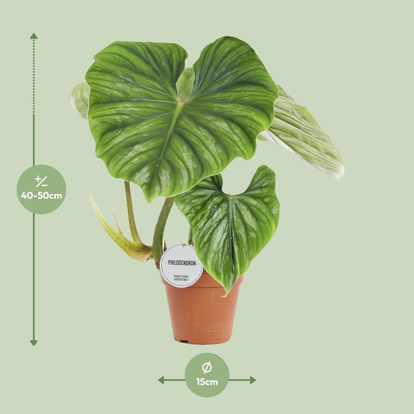 Philodendron Plowmanii – Prächtiger Kletterphilodendron für stilvolle Innenräume (Ø 15 cm, Höhe 50 cm)