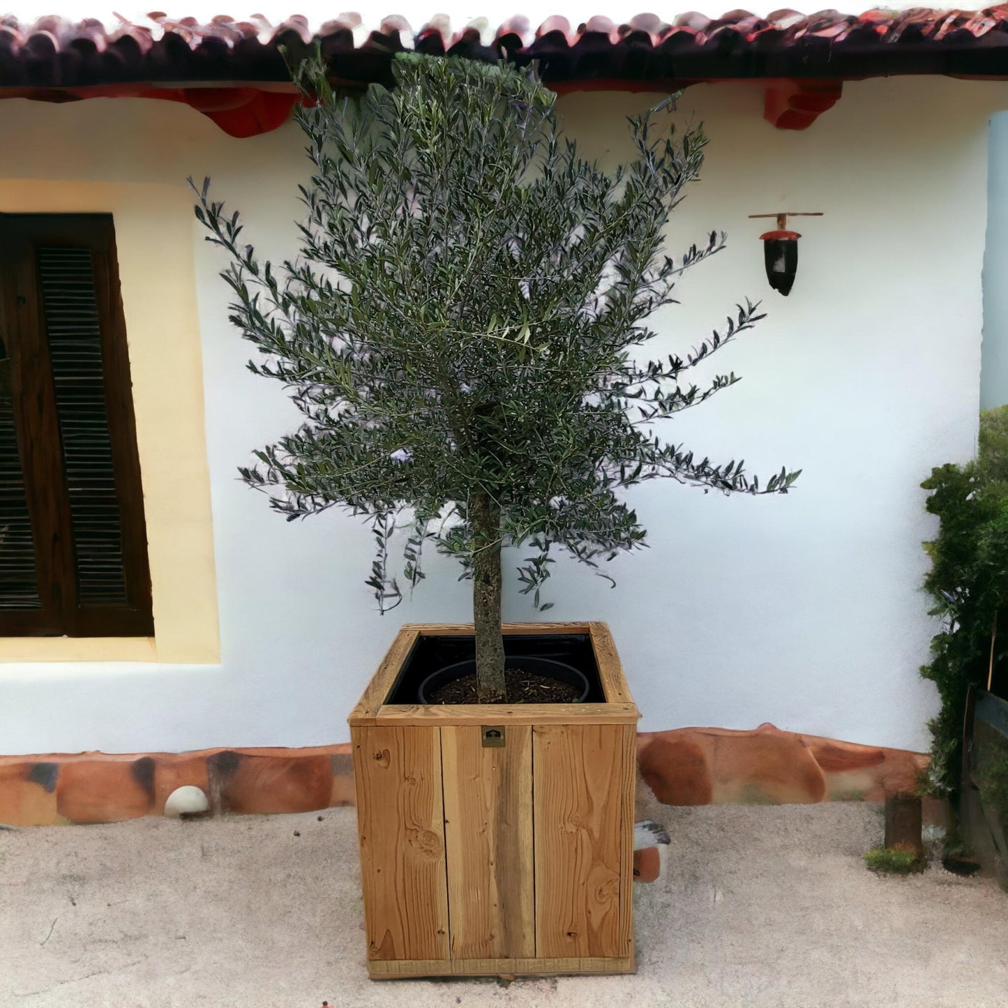 Olea europaea auf Stamm – Eleganter Olivenbaum im 35-Liter-Container (Olive auf Stamm)