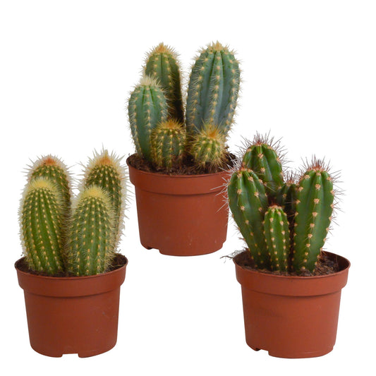 Cereus-Mix Set mit 3 verschiedenen Säulenkakteen im 10,5cm