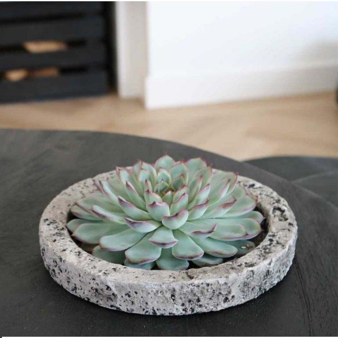 ROOTLESS Succulent Echeveria Lilacina in Schale 'Concrete' Ø20 cm - ↕5 cm