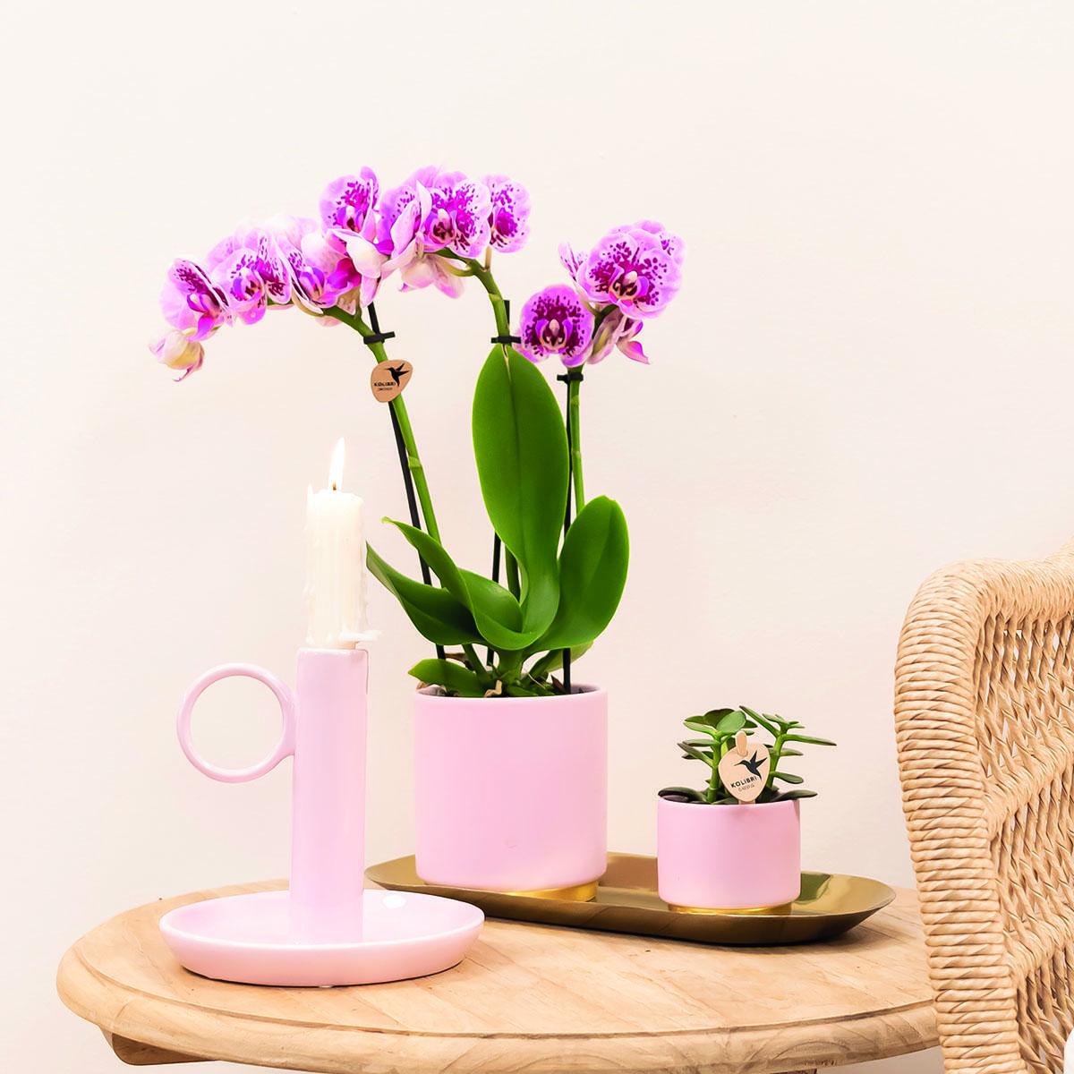 Pflanzenset Goldfuß rosa | Set mit rosa Phalaenopsis Orchidee und Hoya Kerrii inkl. Keramik-ZiertöpfePflanzenset Goldfuß rosa mit Phalaenopsis Orchidee und Hoya Kerrii, inklusive Keramik-Ziertöpfe - Topfgröße Ø6-9cm