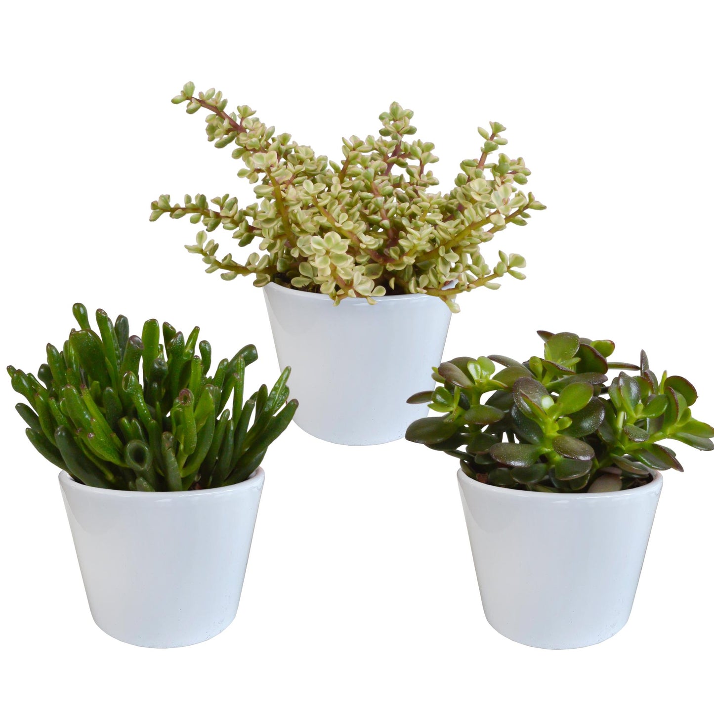 Crassula-Mischung 10,5 cm - 3x - im weißen Topf