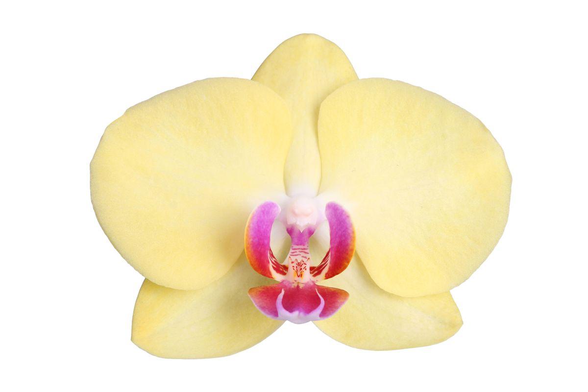 Phalaenopsis Lime Light - 3 Zweige - 60 cm - Ø12cm