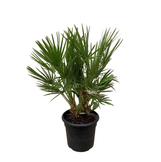 Chamaerops Humilis Strauch - 100 cm - Ø24 cm | Kompakte Zwergpalme für Mediterranen Charme