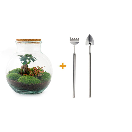 Flaschengarten - Teddy bonsai - ↕ 26,5 cm - Rake + Shovel