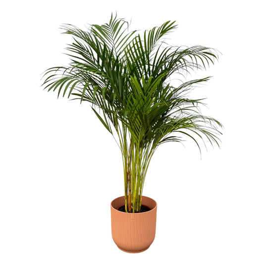 Areca-Palme - 130 cm Höhe - Ø24 cm - Inklusive Elho Vibes Fold Round Topf (Rosa) D30xH27 - Exotische Zimmerpflanze für stilvolle Innenräume