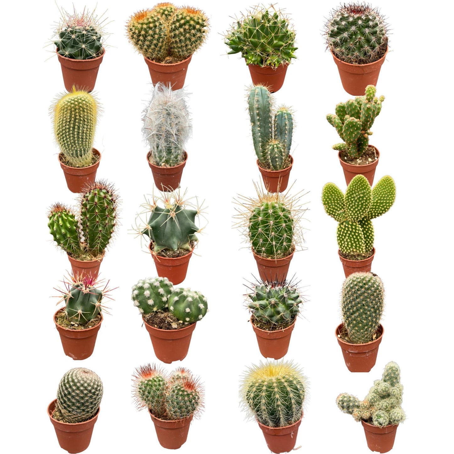 Cactus Mix 20 Verschillende Soorten- 5.5cm Ø- 6-12cm hoog- (20 Stuks)