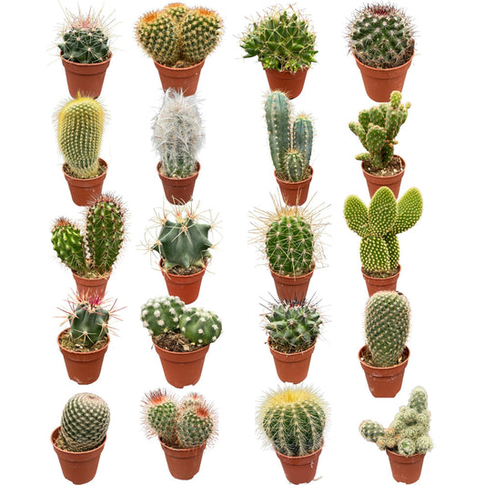 Cactus Mix 20 Verschillende Soorten- 5.5cm Ø- 6-12cm hoog- (20 Stuks)