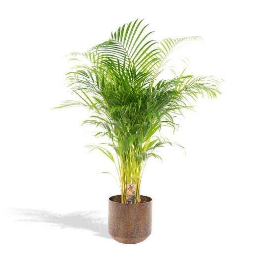 Areca-Palme mit Topf - ↨130cm - Ø24cm