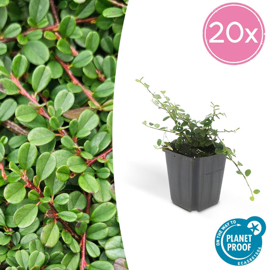 Cotoneaster pr. 'Streib's Findling' - ↕25cm - Ø9cm  - 20x