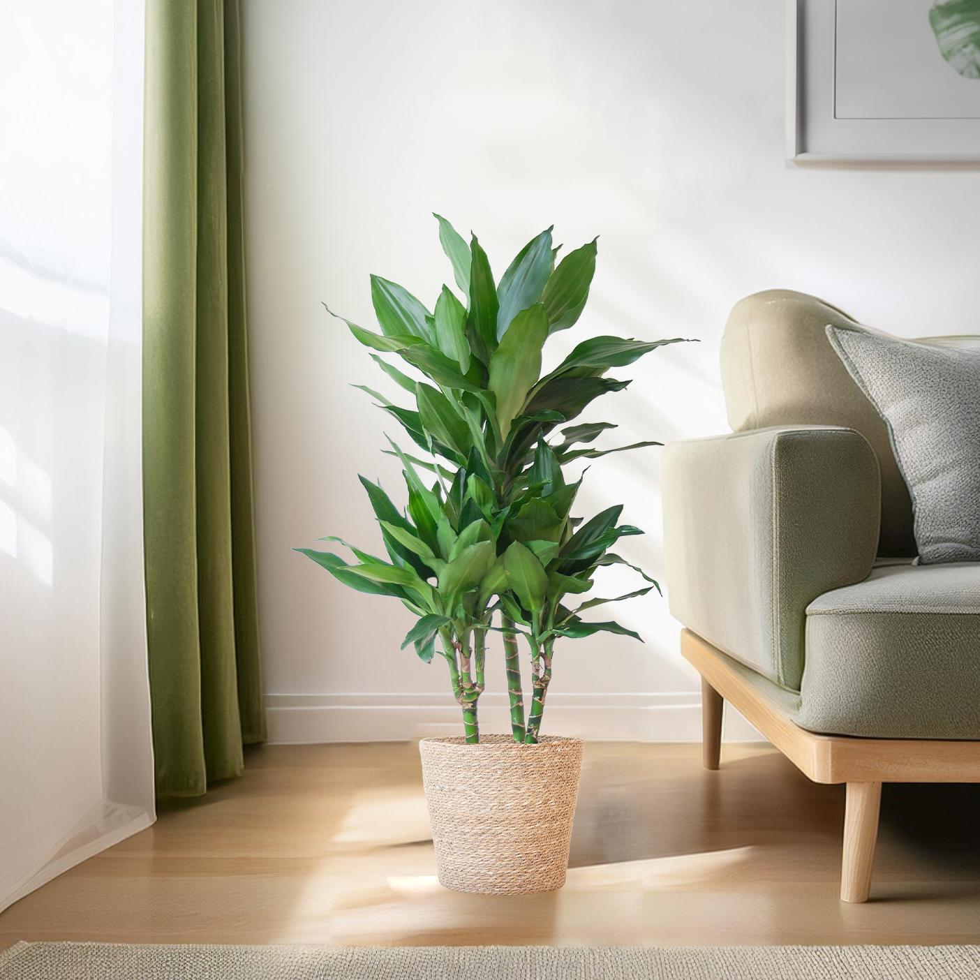 Dracaena  Janet Lindt mit Sofia-Korb natur - 95cm - Ø21