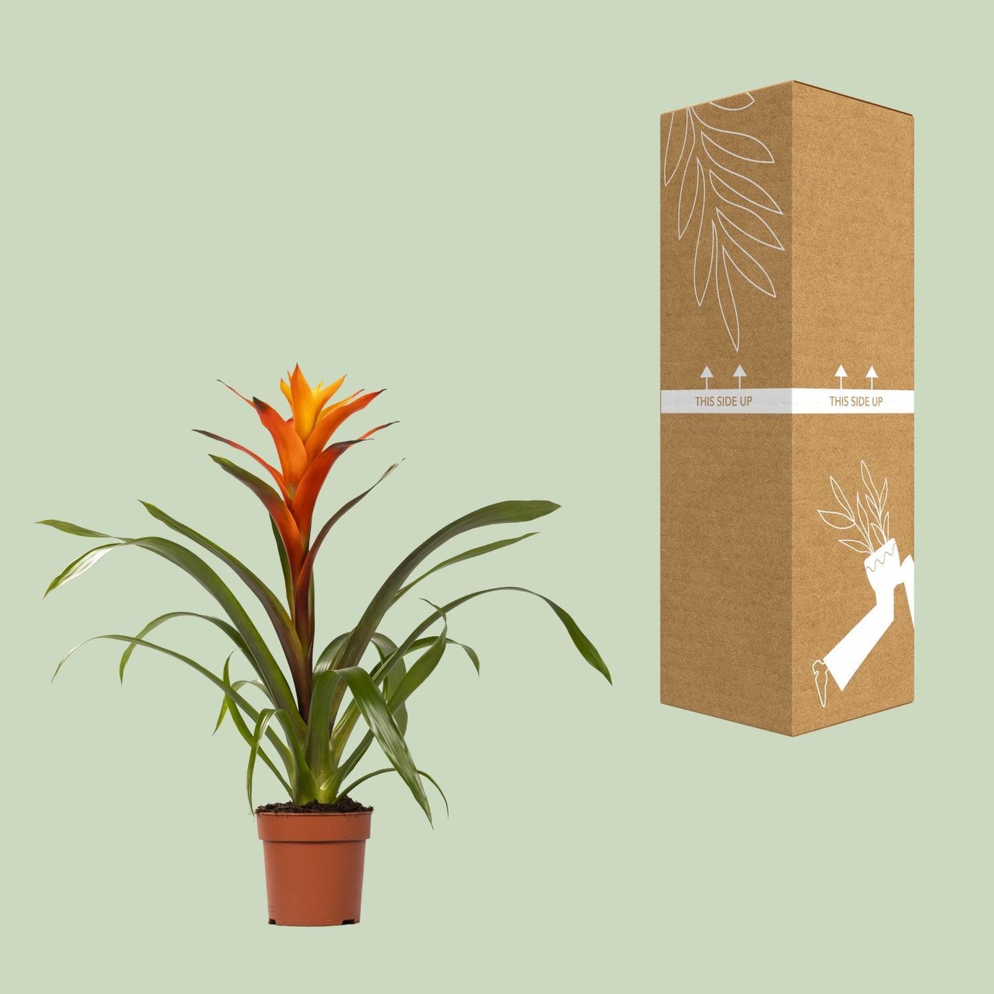 Guzmania Variada – Ø12 cm – ↕50 cm