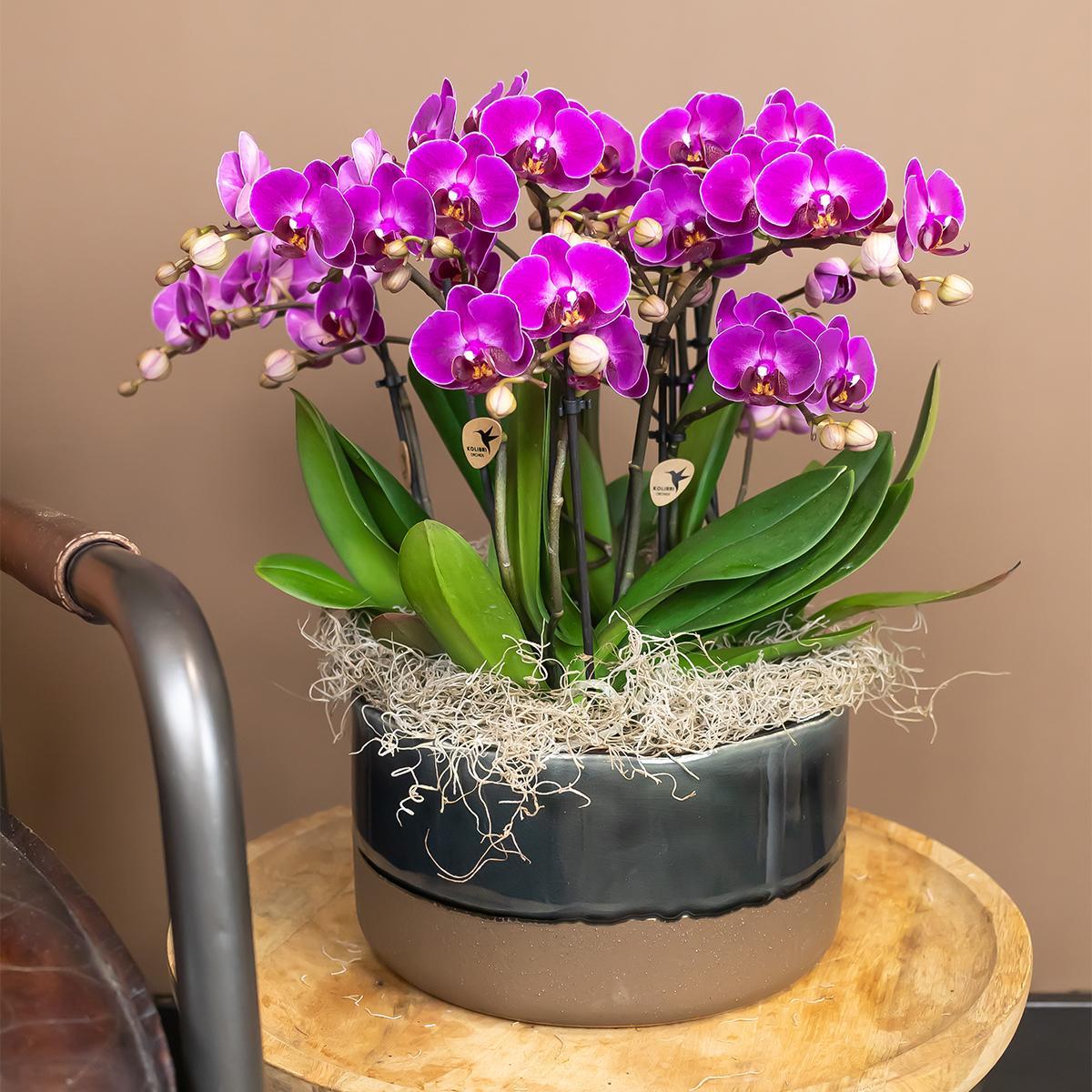 Lila Phalaenopsis Orchidee - Morelia - Topfgröße Ø9cm | blühende Zimmerpflanze - frisch vom Züchter