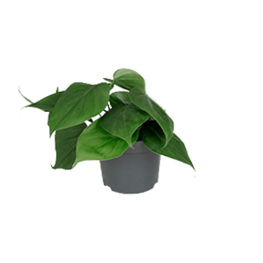 Philodendron Scandens – Kompakter Kletterphilodendron für charmante Innenräume (Ø 12 cm, Höhe 15 cm)