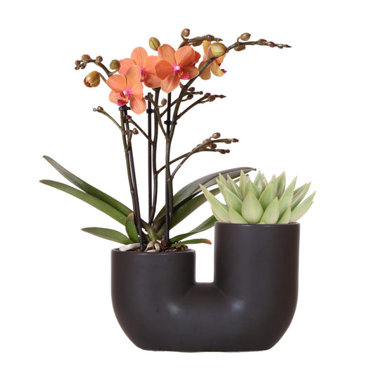 Kolibri Orchids | Set aus orangefarbener Bolzano-Orchidee und Sukkulente im schwarzen dekorativen Röhrentopf - Topfgröße Ø9cm | blühende Zimmerpflanze - frisch vom Züchter