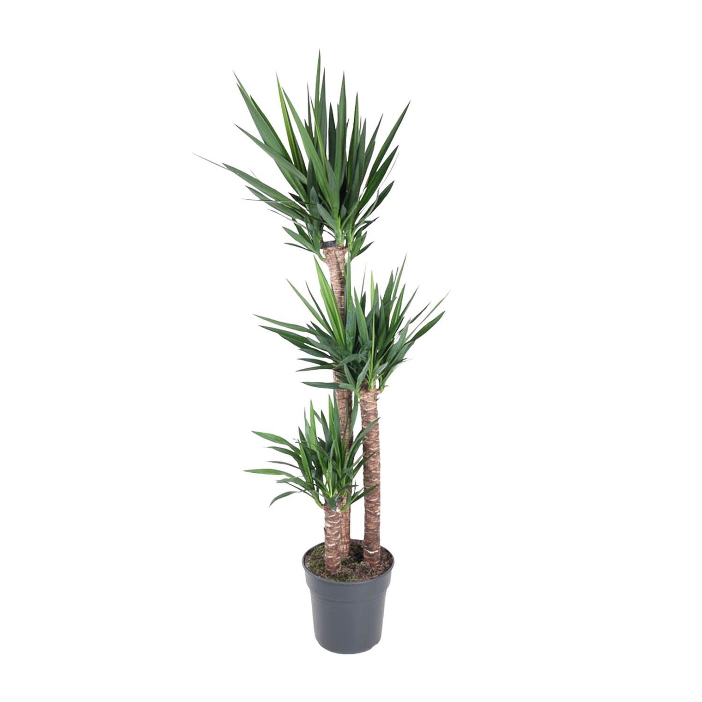 Yucca Elephantipe - 170 cm - ø31