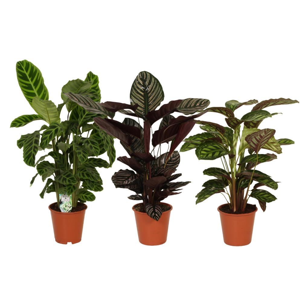 Calatheas Pracht - 3 Stücke - Ø19cm - ↕75-80cm