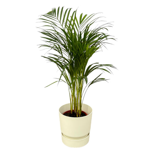 Areca-Palme - 85 cm Höhe - Ø19 cm - Inklusive Elho Greenville Round Topf (Weiß) D24xH23 - Exotische Zimmerpflanze für elegante Innenräume