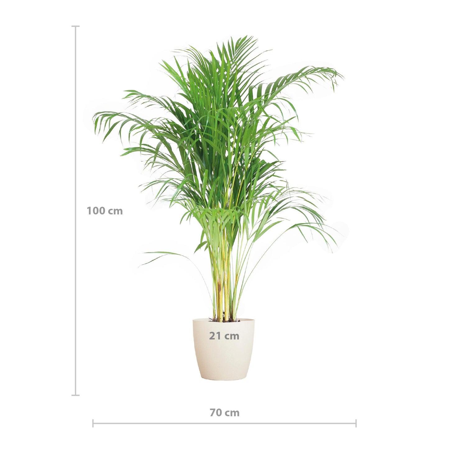 Areca Palme (Dypsis) mit Topf in Weiß - 100cm - Ø21cm