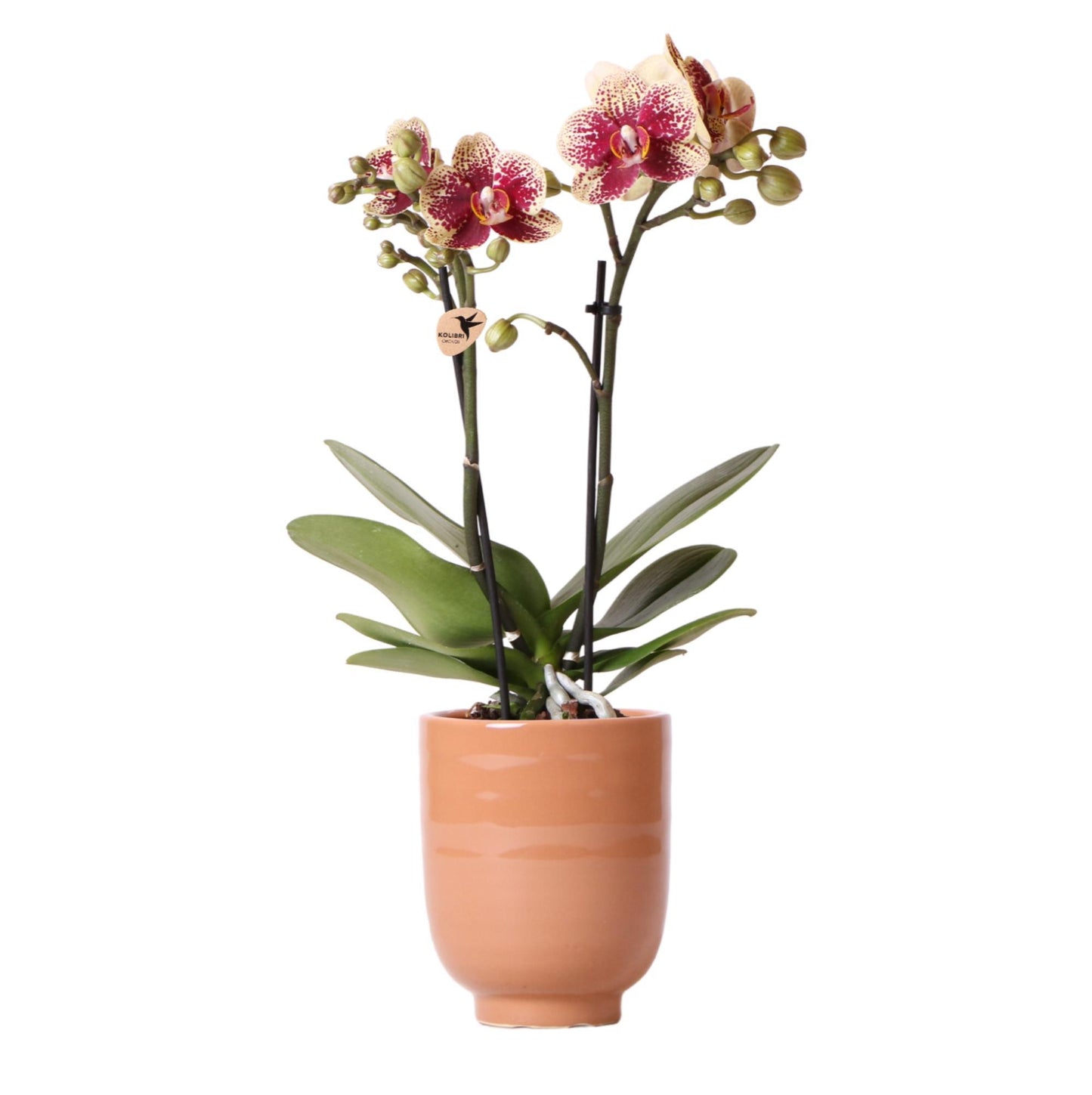 Kolibri Orchids | Gelbe rote Phalaenopsis-Orchidee - Spanien + Glasierter Ziertopf Cognac - Topfgröße Ø9cm - 40 cm hoch | Blühende Zimmerpflanze - frisch vom Züchter