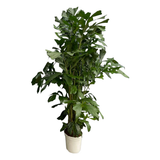 Caryota Mitis - 170 cm - Ø24 | Prächtige Tropenpalme für Exklusives Flair