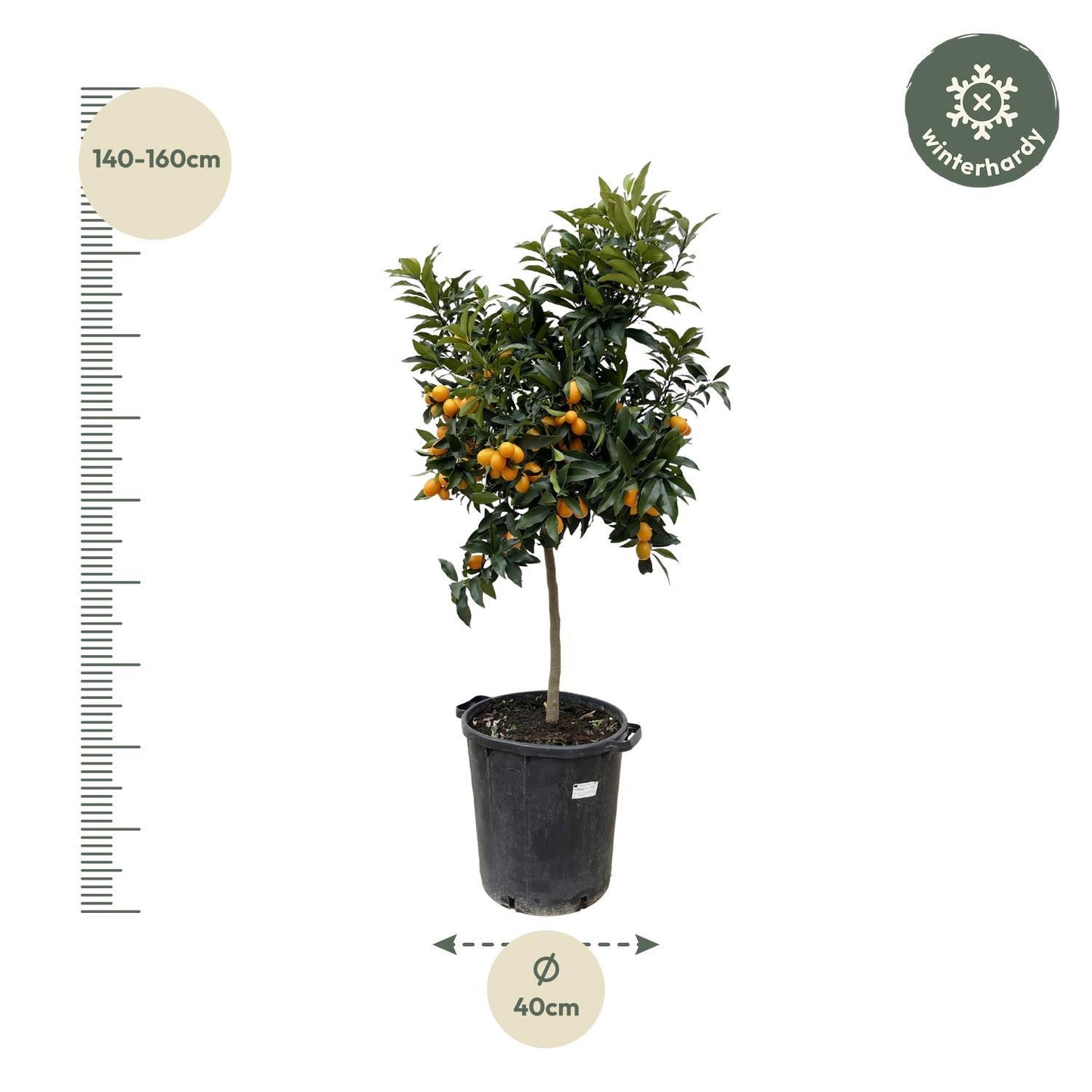 Citrus Kumquat - 150 cm - Ø40 cm | Prächtiger Zitrusbaum mit Exotischen Früchten