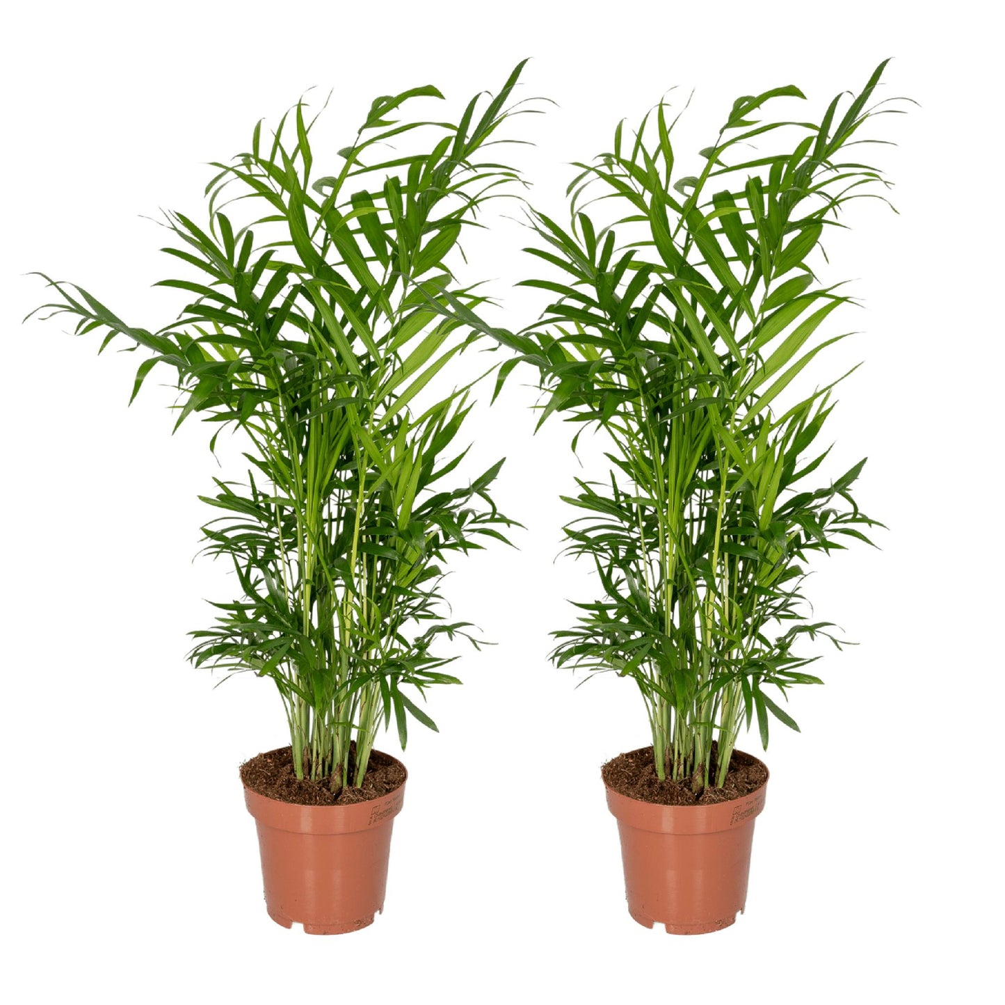 Chamaedorea Elegans (Mexikanische Bergpalme) - Set aus 2 Stück - 40 cm hoch - Topfgröße Ø12 cm - Pflegeleichte Zimmerpflanzen