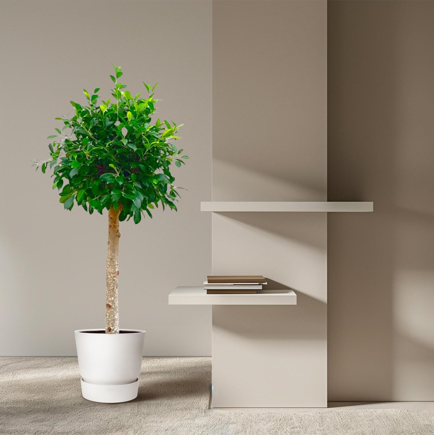 Ficus Nitida op stam - 130 cm - ø30