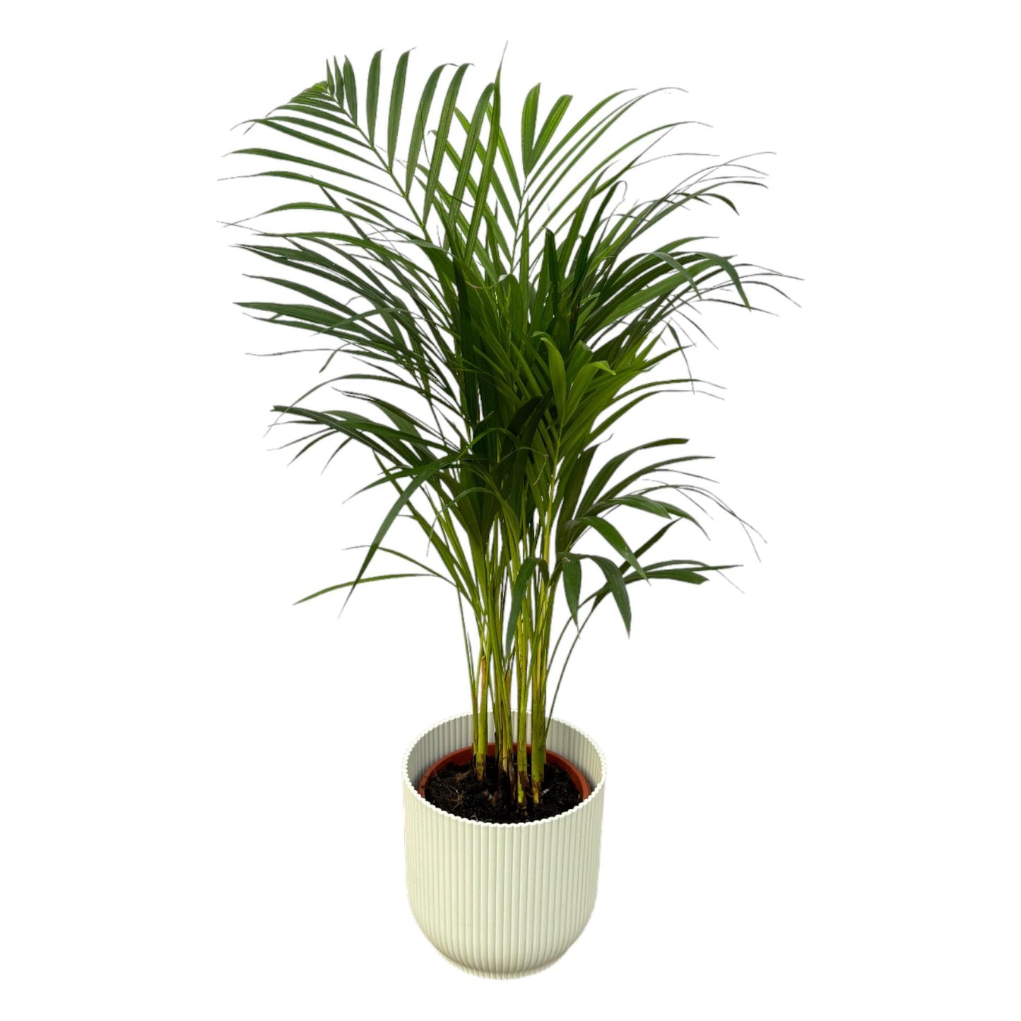 Areca Palme | Luftreinigende Zimmerpflanze | ↕85cm Höhe, Ø19cm Topf