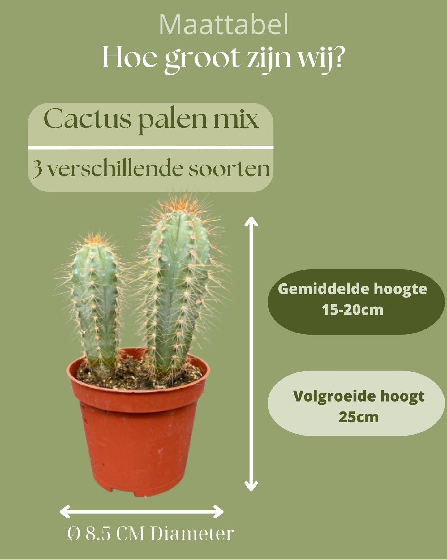 Cactus Palen Mix - 8.5cmØ- 15-20cm hoog - (3 Stuks) - Normal - Ø8.5 cm