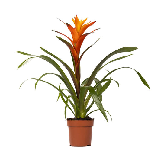 Guzmania Variada – Ø12 cm – ↕50 cm