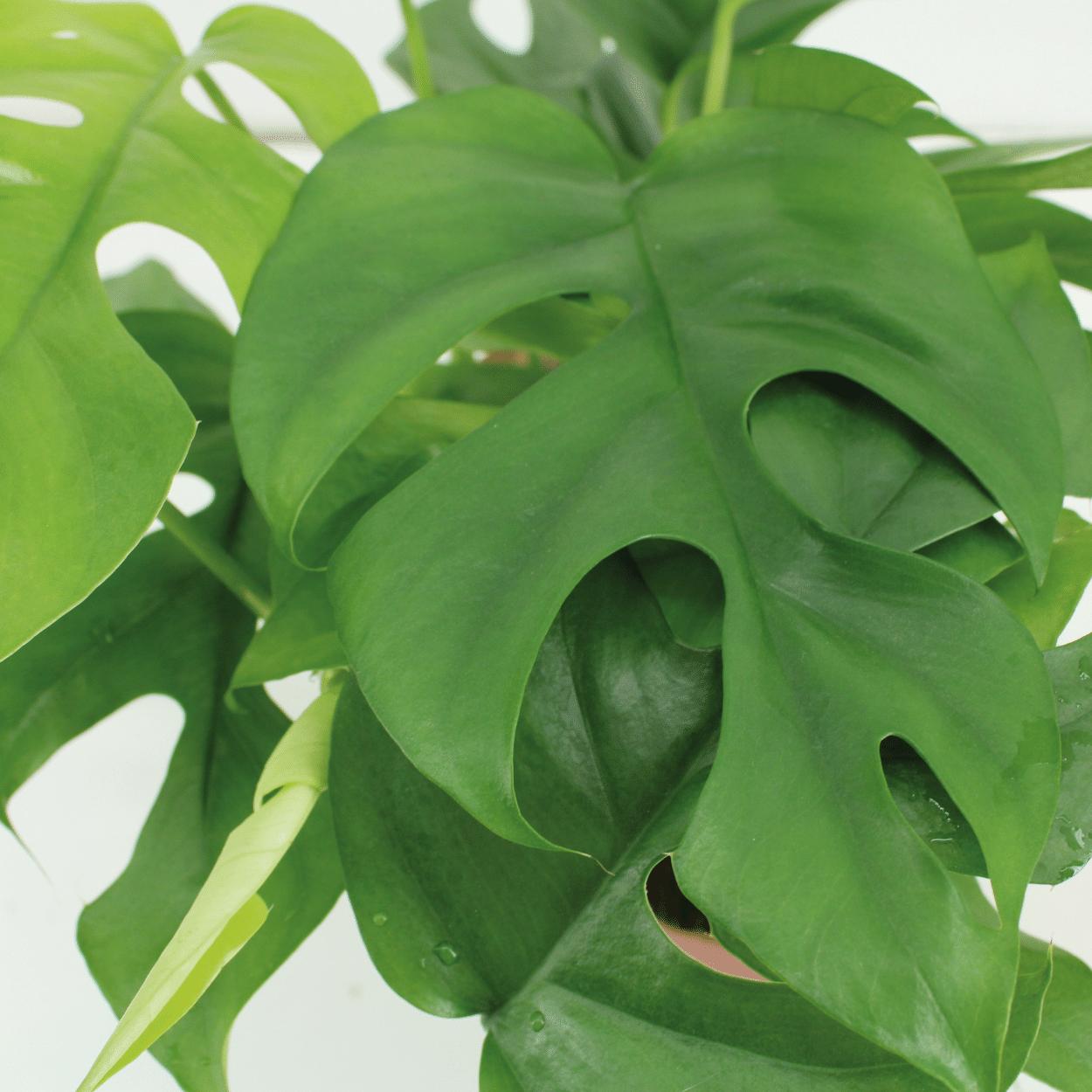 Kokodama Monstera Minima Hang (Lochpflanze) - 2 Stücke - Ø15cm - ↕25cm