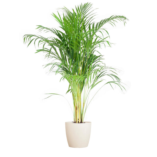 Areca Palme (Dypsis) mit Topf in Weiß - 100cm - Ø21cm