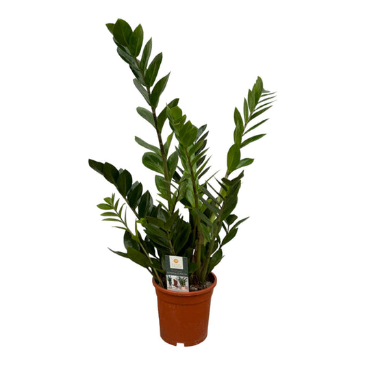 Zamioculcas – 75 cm – Ø17 cm