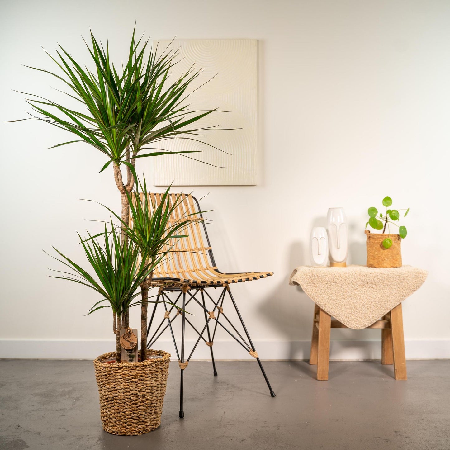 Dracaena mit Korb - ↨120cm - Ø21cm