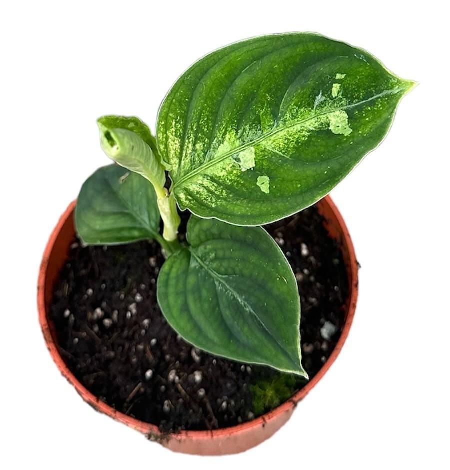 Aglaonema Pictum Bicolor - Zweifarbige Rarität für Pflanzenliebhaber