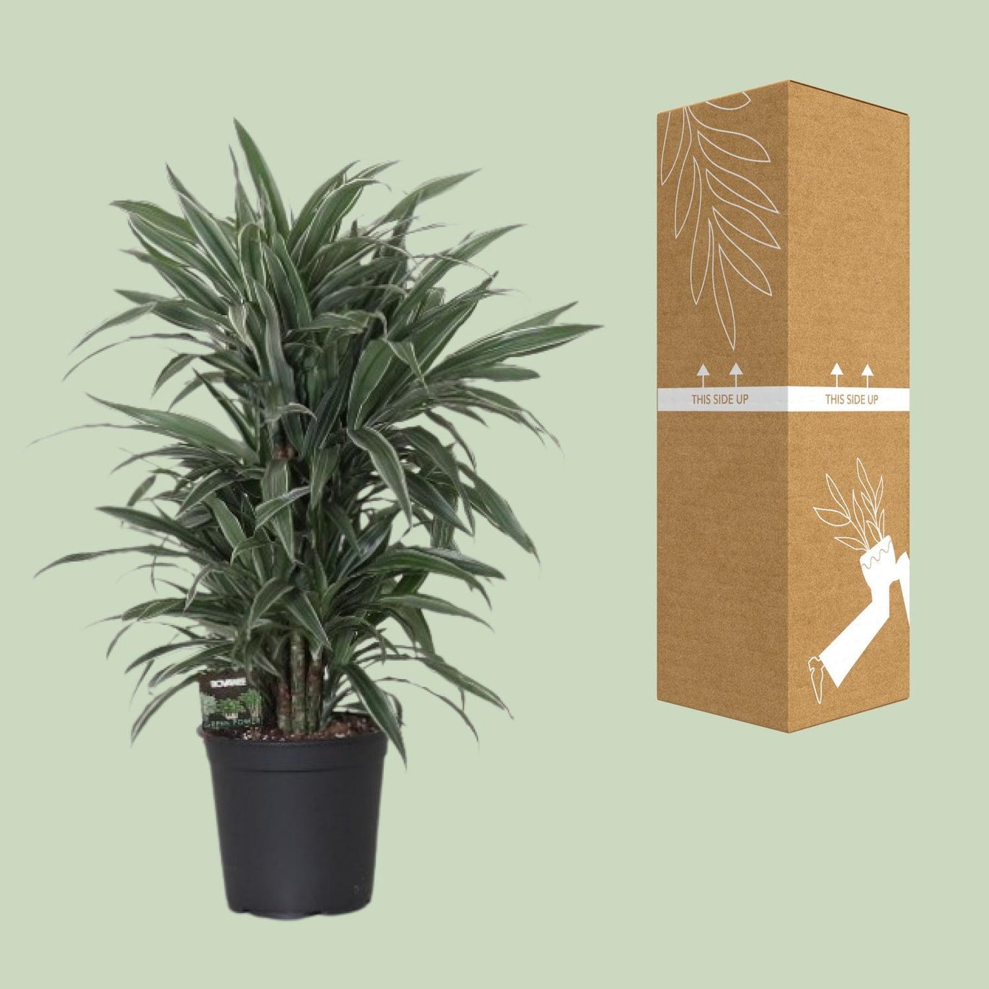 Dracaena Frag. Warneckei - Ø24cm - ↕100cm